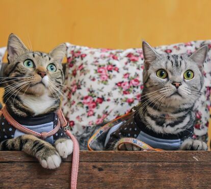 Versão Kardashians com gatinhos é sucesso na internet