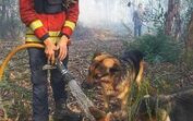 Paulo Vieira, o bombeiro que matou a sede a dois cães e se tornou herói na internet
