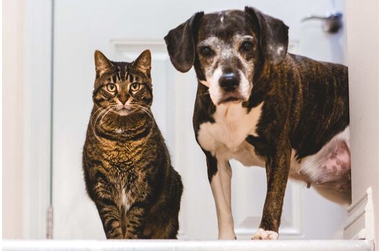 O seu cão ou gato foi esterilizado? Estes são os cuidados que deve ter em conta
