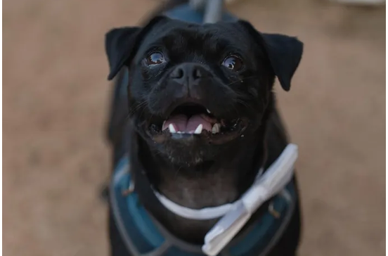  Mo Bamba, o primeiro mayor canino de Austin, Texas.