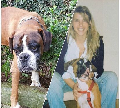 Rita Andrade chora morte do cão