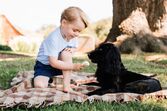 principe George cão