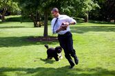 barack obama bo cão