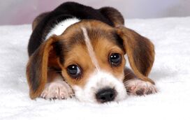 5 razões para adotar um cão