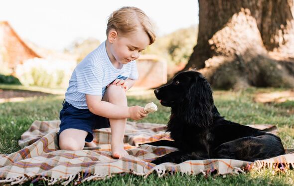 principe George cão