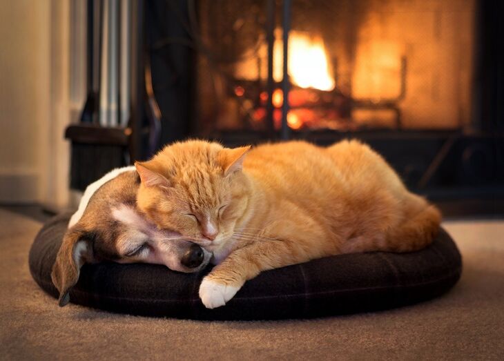 cão e gato