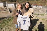 canil abrigo animais gouveia cr7 ronaldo