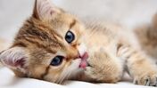 gatos animais de estimação