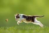 gatos animais de estimação