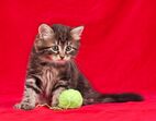 gatos animais de estimação