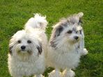cão cães
