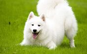 cão cães