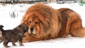 cão cães