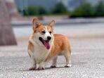 cão cães