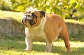 cão cães