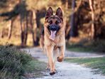 cão cães