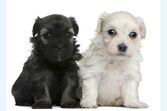 lowchen raça cão