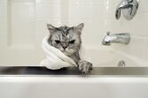 gatos animais de estimação