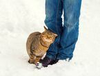 gatos animais de estimação