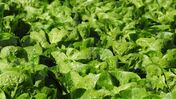 alimentos