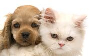 cão e gato