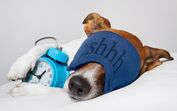 cão dormir