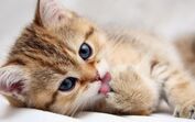 gatos animais de estimação