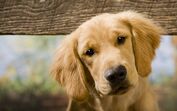 cão