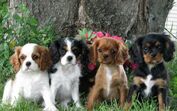 cão cães