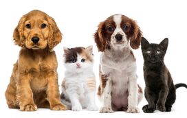 Tem cão ou gato? Vá à FIL com eles