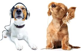 Sabe qual é a música preferida do seu cão?