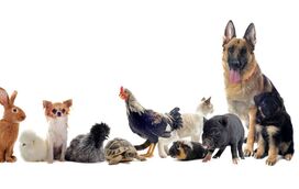 Hoje é o Dia Mundial do Animal. Estas são algumas ideias para celebrar este dia com os seus melhores amigos