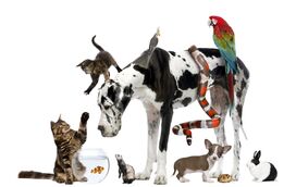 Estes são os melhores animais de estimação 