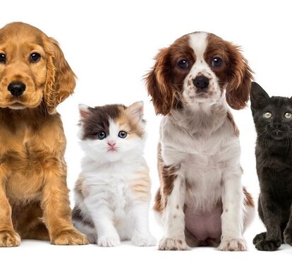 Tem cão ou gato? Vá à FIL com eles