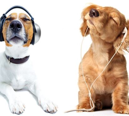 Sabe qual é a música preferida do seu cão?