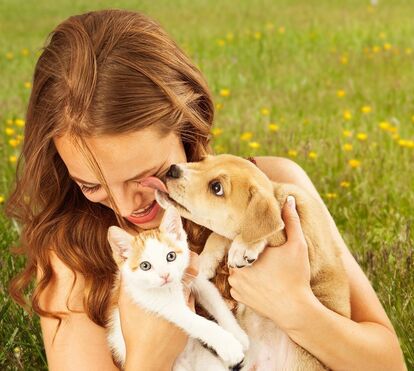 Cão ou gato: quem gosta mais do dono?