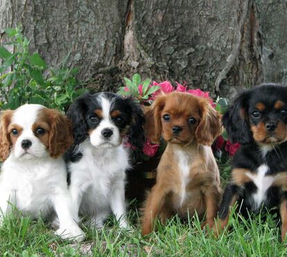 Cães: As raças que custam uma fortuna