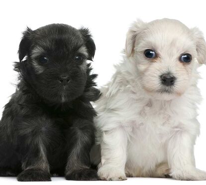 Estes são os cães mais caros do mundo