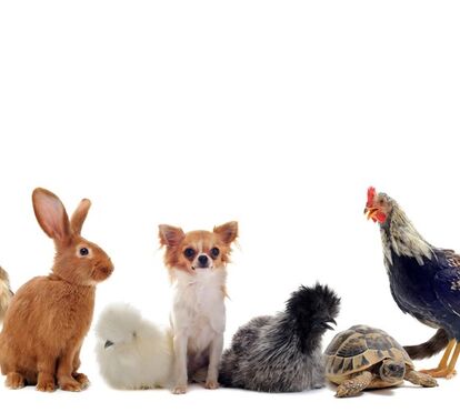 Hoje é o Dia Mundial do Animal. Estas são algumas ideias para celebrar este dia com os seus melhores amigos