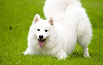 cão cães
