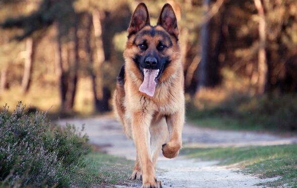 cão cães