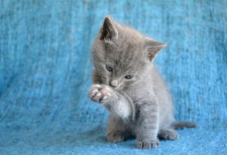 gatos animais de estimação