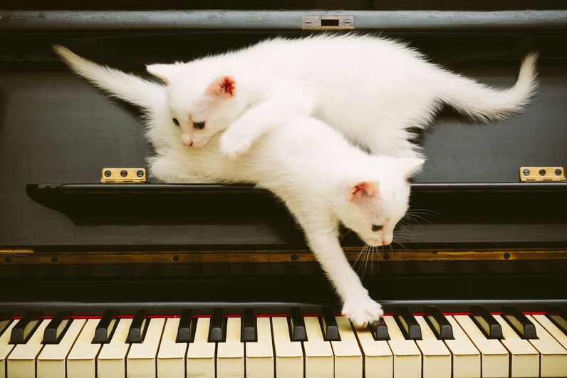 gatos animais de estimação