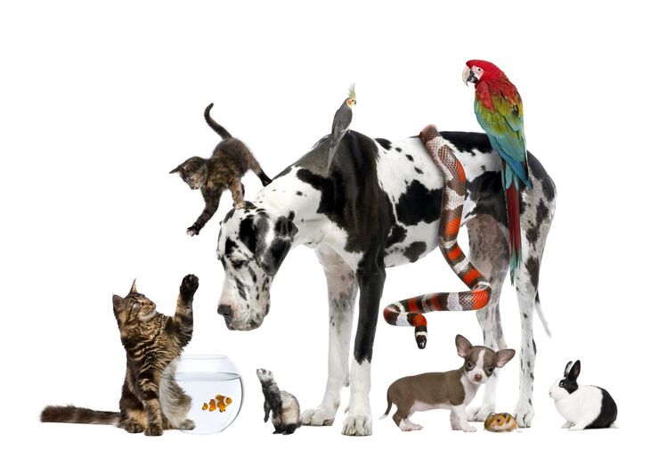Estes são os melhores animais de estimação - Familia - FLASH!