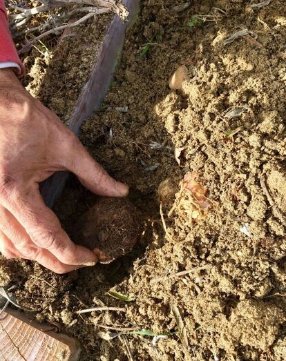 Manuel Luís Goucha e Rui Oliveira a prepararem os canteiros para a primavera