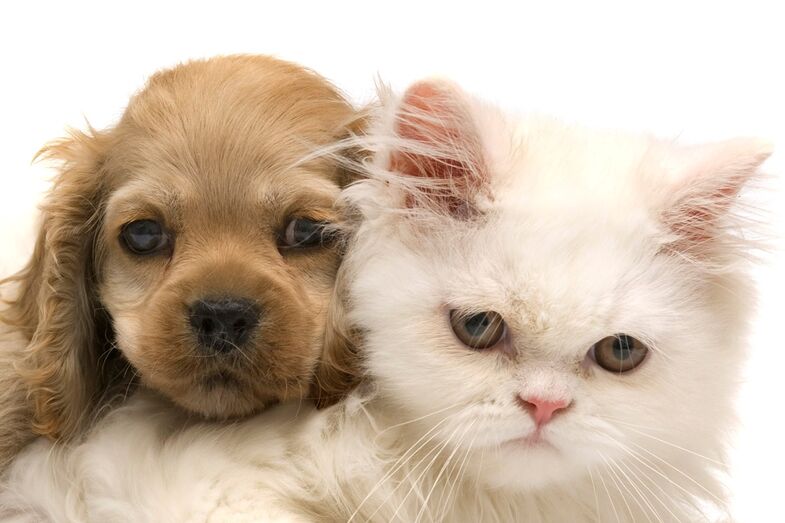 cão e gato