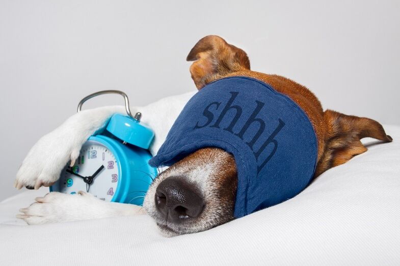 cão dormir