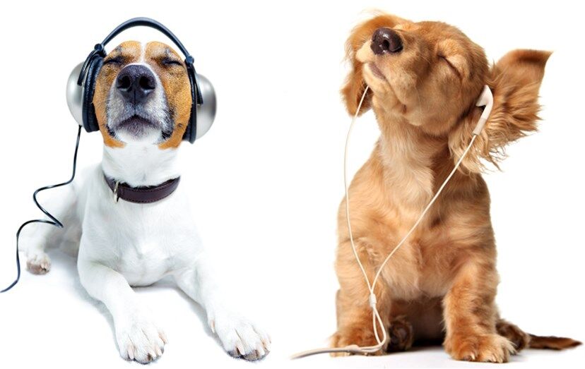 cães