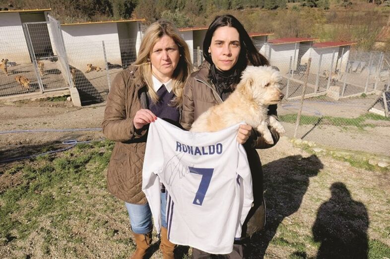 canil abrigo animais gouveia cr7 ronaldo