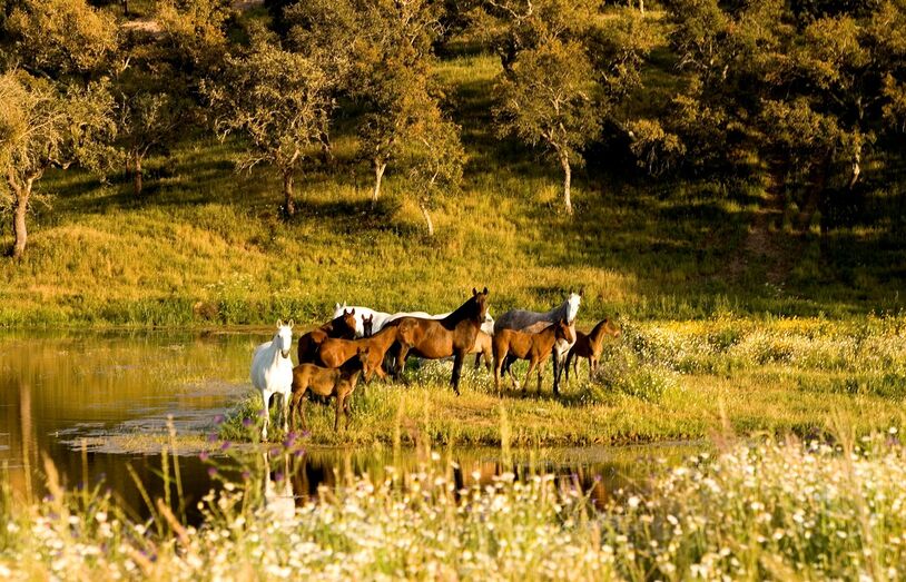 cavalos